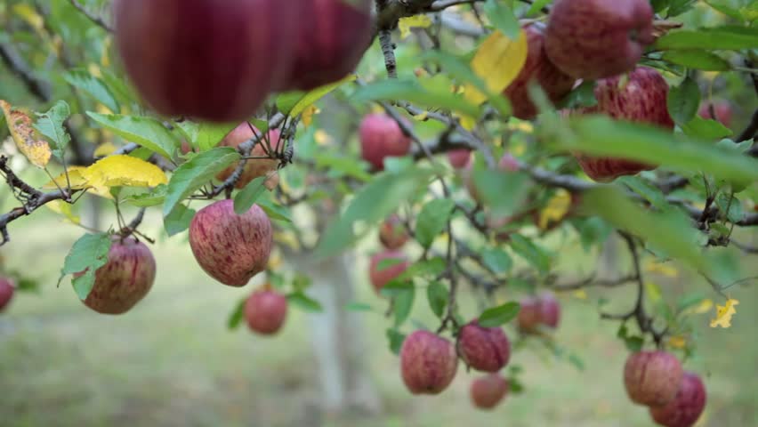 https://www.nepalminute.com/uploads/posts/Shutterstock - apples1669701964.jpg